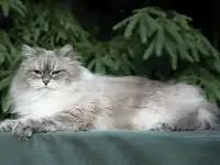 Сибирский кот, невский маскарадный кот ищет новую семью