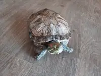 Красноухая черепаха