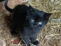 Котята, фотография 2
