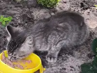 Отдам котенка в хорошие руки, фотография 2