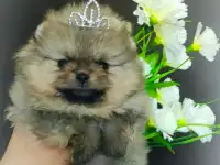 Померанский шпиц, щенки. Мини мишки, фотография 4