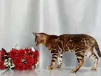 Шикарная бенгальская кошечка, фотография 4