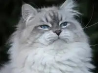 Сибирский кот, невский маскарадный кот ищет новую семью, фотография 3