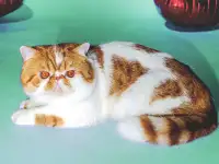 Экзотический кот Гарфилд. Даром., фотография 6