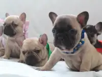 щенки французского бульдога