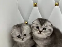 Шотландские котята, фотография 2