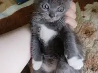 Котята, фотография 4