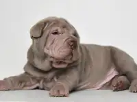 щенки шарпей, фотография 3