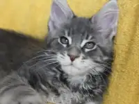 2 котенок Мейн кун