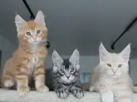 Мальчики мейн-куны., фотография 4