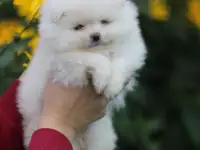 Щенок, померанский шпиц! Северный мишка в миниатюре у Вас дома!