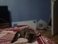 Котёнок в дар, фотография 5