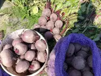 Реализуем продукцию собственного производства свекла, фотография 2