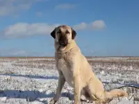 ТУРЕЦКИЙ КАНГАЛ, фотография 7