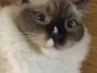 Котенок рэгдолл, фотография 2