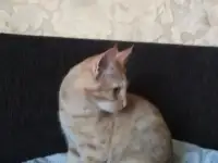Котята, фотография 2