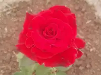 Красные розы, фотография 2