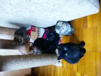 Отдам даром