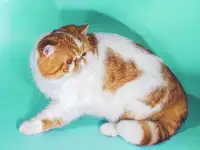 Экзотический кот Гарфилд. Даром., фотография 10