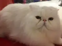 Персидский котик, фотография 2