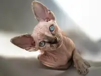 Котята канадского сфинкса, фотография 6