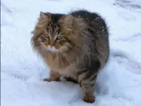 Потерялась кошка, фотография 2