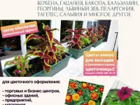 ТУИ, Хвойники, Рассада цветов оптом от производителя., фотография 3