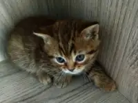 Шотландские котята. Скоттиш-страйт