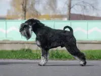 Цвергшнауцер мальчики, фотография 5