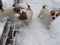 Животные