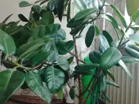 Фикус, фотография 3