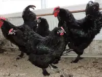 Продам кур несушек