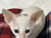 Ориентальный котенок, фотография 2