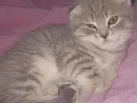 Продажа котенка