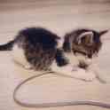 Котенок даром, фотография 3