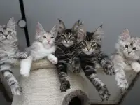 Мейн-кун котята, фотография 9