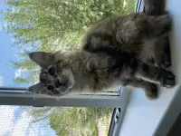 Котята Мейн-кун