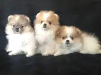 померанский шпиц чистокровные щенки