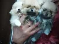 Померанский шпиц, щенки. Мини мишки, фотография 2