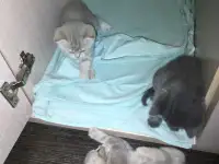 Шотландские котята, фотография 5