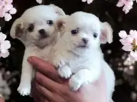 Чихуахуа Мальчик и Девочка