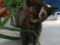 Котенок уникальной расцветки, фотография 5
