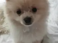 Щенок шпиц