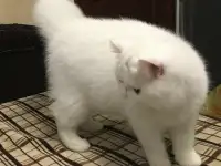 Белый экзотический котенок, фотография 6