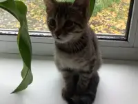котёнок, фотография 2