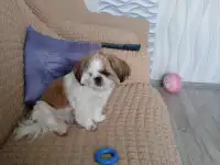 Щенок щит цу, фотография 3