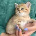 Шикарный шотландский котёнок, фотография 7