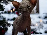 Котята Канадского сфинкса, фотография 2