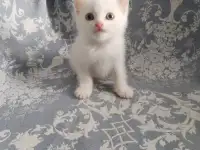 Красивые котята в дар, фотография 4