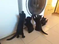Котёнок в добрые руки, фотография 4